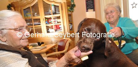 Therapiehund Jule im Theresienstift Weeze