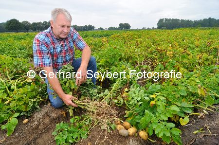 Felderklau bei Kartoffelfeld von Gerd Grntjens-Denien