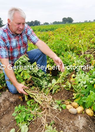 Felderklau bei Kartoffelfeld von Gerd Grntjens-Denien