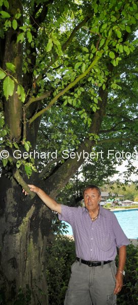Geldern, Baumpatenschaften im Waldfreibad Walbeck