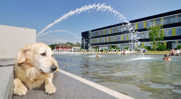 Hunde im Niersforum/Wasserplatz