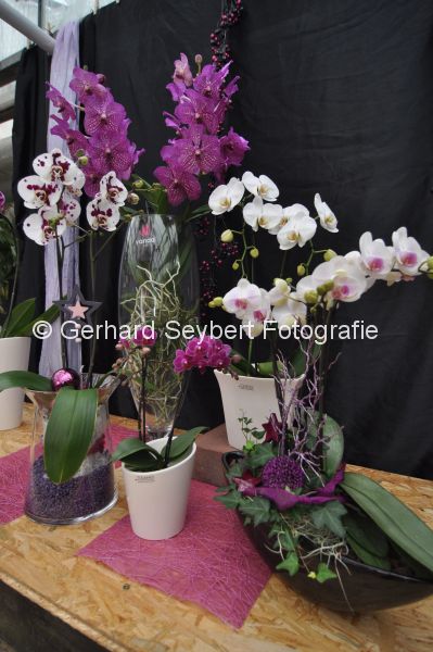 Orchideenzchter Leukers und Willemsen, Tag der offenen Tr